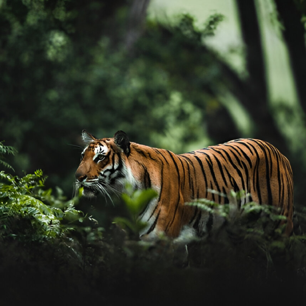 Online Reservation Corbett