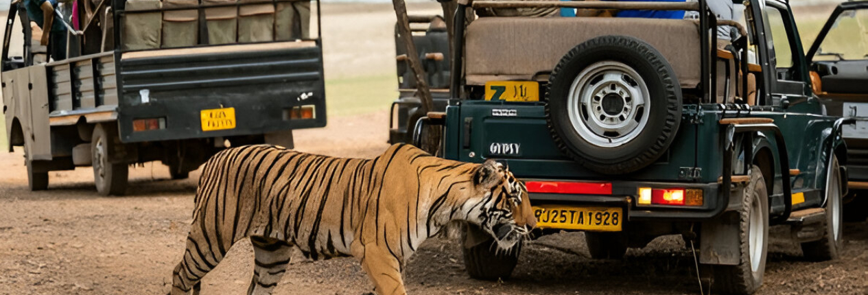 Dhikala Canter Safari Booking