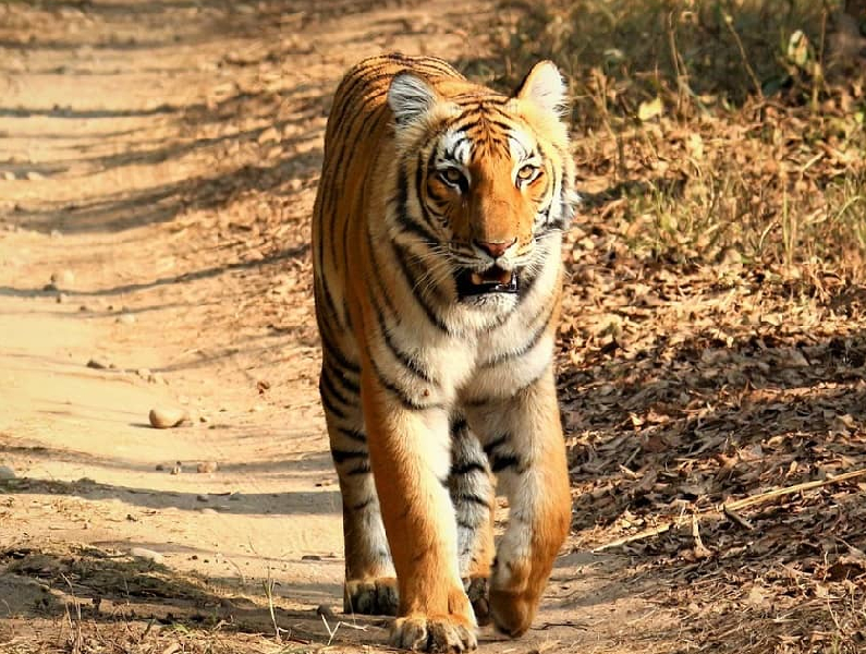 Corbett  Tiger Reserve 