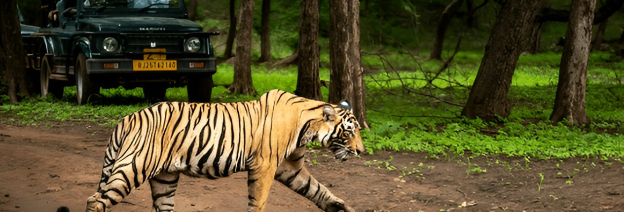 Jeep Safari in Corbett Tiger Reserve